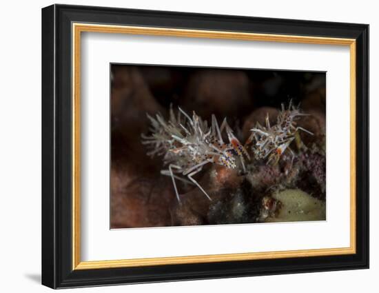 A Pair of Spiny Tiger Shrimp Crawl on the Seafloor-Stocktrek Images-Framed Photographic Print