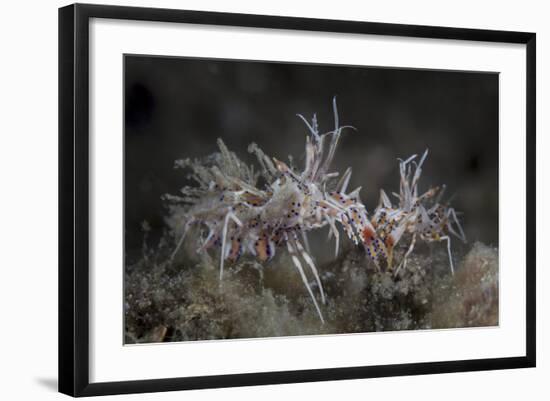 A Pair of Spiny Tiger Shrimp Crawl on the Seafloor-Stocktrek Images-Framed Photographic Print