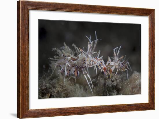 A Pair of Spiny Tiger Shrimp Crawl on the Seafloor-Stocktrek Images-Framed Photographic Print