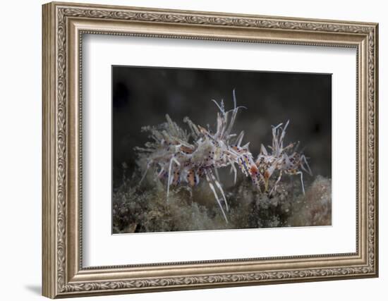 A Pair of Spiny Tiger Shrimp Crawl on the Seafloor-Stocktrek Images-Framed Photographic Print