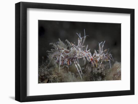 A Pair of Spiny Tiger Shrimp Crawl on the Seafloor-Stocktrek Images-Framed Photographic Print