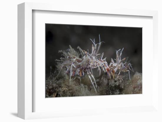 A Pair of Spiny Tiger Shrimp Crawl on the Seafloor-Stocktrek Images-Framed Photographic Print