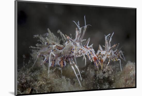 A Pair of Spiny Tiger Shrimp Crawl on the Seafloor-Stocktrek Images-Mounted Photographic Print