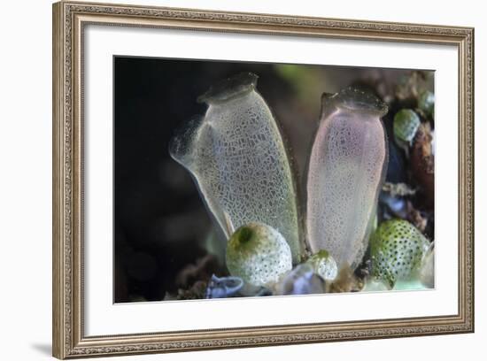 A Pair of Tunicates Grow on a Reef in Lembeh Strait, Indonesia-Stocktrek Images-Framed Photographic Print