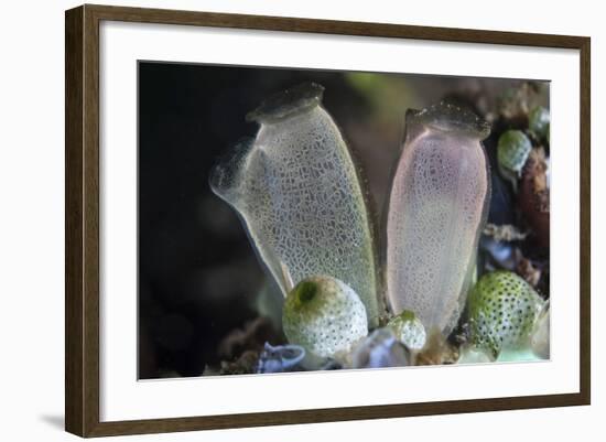 A Pair of Tunicates Grow on a Reef in Lembeh Strait, Indonesia-Stocktrek Images-Framed Photographic Print