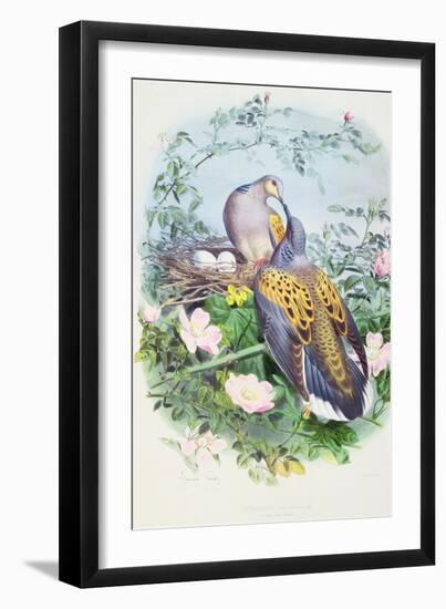A Pair of Turtle Doves-Edouard Travies-Framed Giclee Print