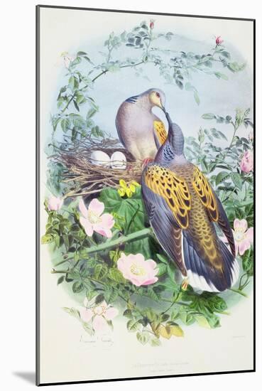 A Pair of Turtle Doves-Edouard Travies-Mounted Giclee Print