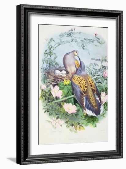 A Pair of Turtle Doves-Edouard Travies-Framed Giclee Print