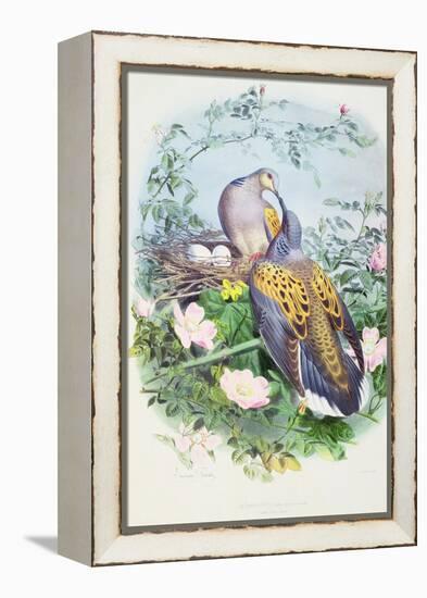 A Pair of Turtle Doves-Edouard Travies-Framed Premier Image Canvas