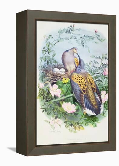 A Pair of Turtle Doves-Edouard Travies-Framed Premier Image Canvas