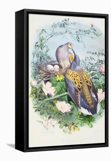 A Pair of Turtle Doves-Edouard Travies-Framed Premier Image Canvas