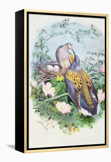 A Pair of Turtle Doves-Edouard Travies-Framed Premier Image Canvas