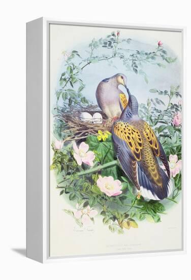 A Pair of Turtle Doves-Edouard Travies-Framed Premier Image Canvas