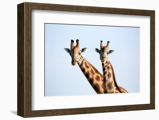 A pair of vulnerable Rothchild giraffe in Uganda's Murchison Falls National Park, Uganda, Africa-Tom Broadhurst-Framed Photographic Print