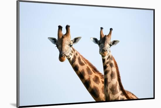 A pair of vulnerable Rothchild giraffe in Uganda's Murchison Falls National Park, Uganda, Africa-Tom Broadhurst-Mounted Photographic Print