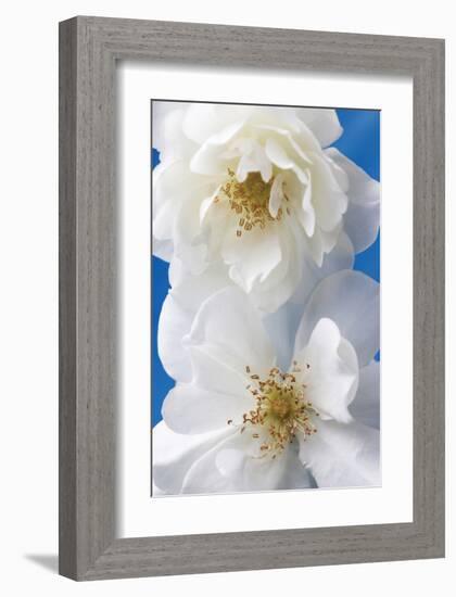 A Pair of White Roses-Christine Zalewski-Framed Art Print