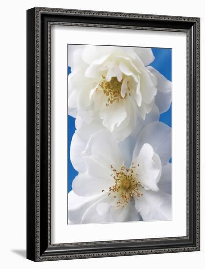 A Pair of White Roses-Christine Zalewski-Framed Art Print