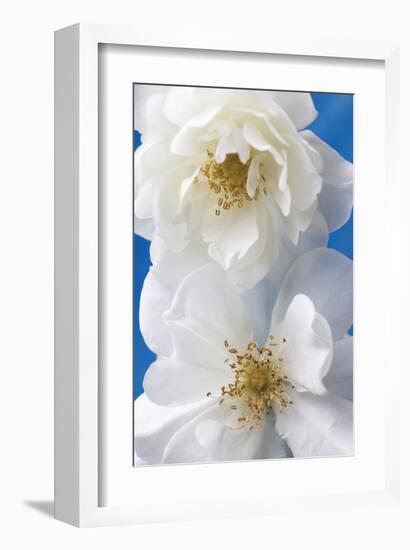 A Pair of White Roses-Christine Zalewski-Framed Art Print