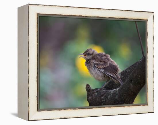 A Pale-Breasted Thrush, Turdus Leucomelas, Sings in a Tree at Sunset in Ibirapuera Park-Alex Saberi-Framed Premier Image Canvas
