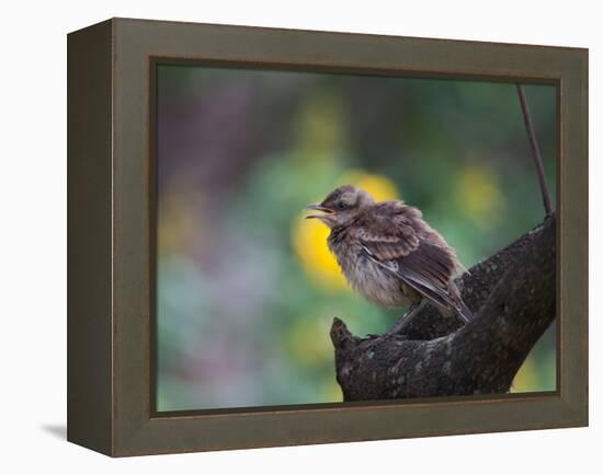 A Pale-Breasted Thrush, Turdus Leucomelas, Sings in a Tree at Sunset in Ibirapuera Park-Alex Saberi-Framed Premier Image Canvas