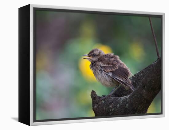 A Pale-Breasted Thrush, Turdus Leucomelas, Sings in a Tree at Sunset in Ibirapuera Park-Alex Saberi-Framed Premier Image Canvas