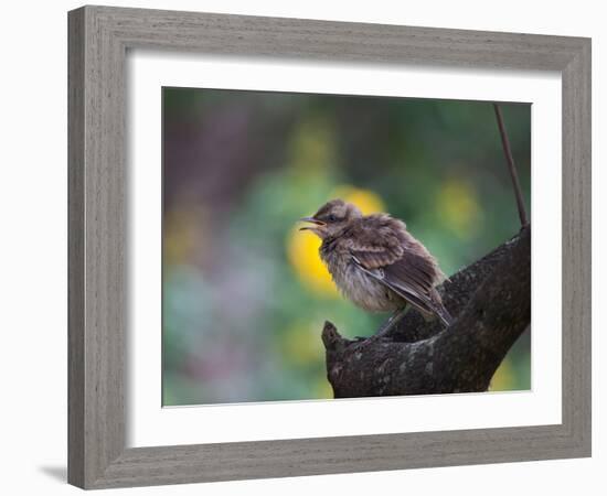 A Pale-Breasted Thrush, Turdus Leucomelas, Sings in a Tree at Sunset in Ibirapuera Park-Alex Saberi-Framed Photographic Print