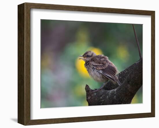 A Pale-Breasted Thrush, Turdus Leucomelas, Sings in a Tree at Sunset in Ibirapuera Park-Alex Saberi-Framed Photographic Print