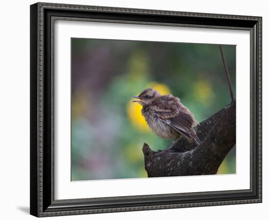 A Pale-Breasted Thrush, Turdus Leucomelas, Sings in a Tree at Sunset in Ibirapuera Park-Alex Saberi-Framed Photographic Print