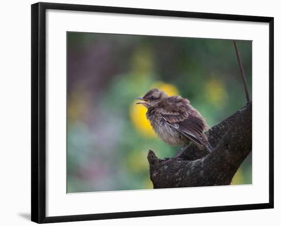 A Pale-Breasted Thrush, Turdus Leucomelas, Sings in a Tree at Sunset in Ibirapuera Park-Alex Saberi-Framed Photographic Print