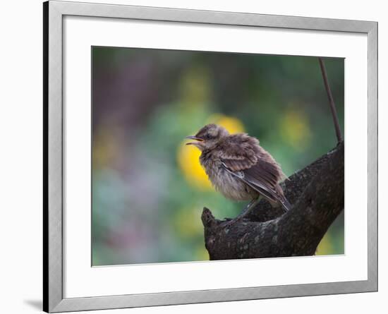 A Pale-Breasted Thrush, Turdus Leucomelas, Sings in a Tree at Sunset in Ibirapuera Park-Alex Saberi-Framed Photographic Print