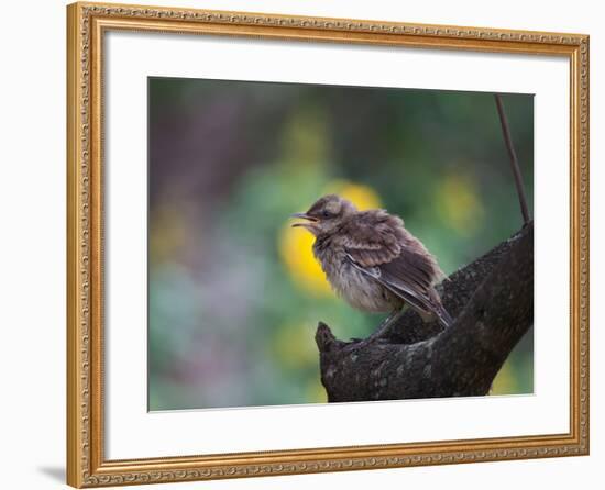A Pale-Breasted Thrush, Turdus Leucomelas, Sings in a Tree at Sunset in Ibirapuera Park-Alex Saberi-Framed Photographic Print
