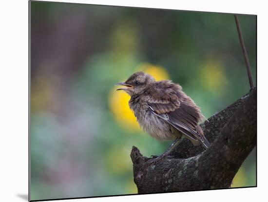 A Pale-Breasted Thrush, Turdus Leucomelas, Sings in a Tree at Sunset in Ibirapuera Park-Alex Saberi-Mounted Photographic Print