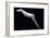 A paleolithic carved bone horse. Artist: Unknown-Unknown-Framed Giclee Print