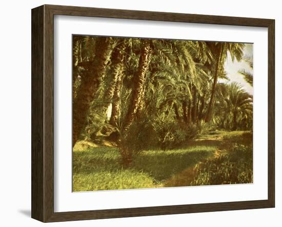 A palm grove on Elephantine Island, Egypt-English Photographer-Framed Giclee Print