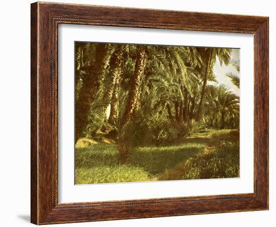 A palm grove on Elephantine Island, Egypt-English Photographer-Framed Giclee Print