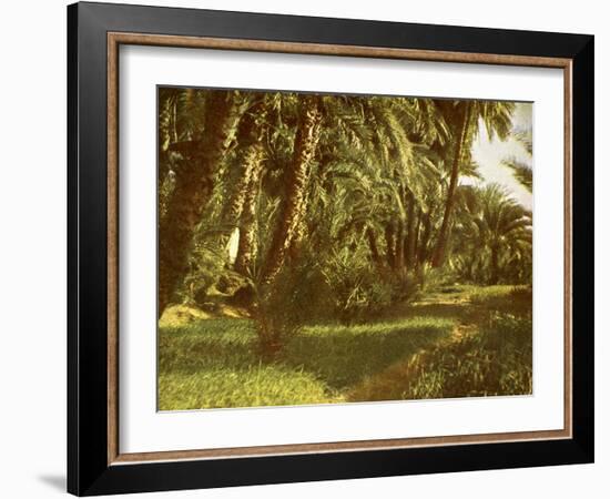 A palm grove on Elephantine Island, Egypt-English Photographer-Framed Giclee Print