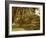 A palm grove on Elephantine Island, Egypt-English Photographer-Framed Giclee Print