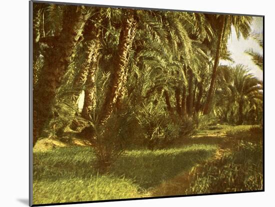 A palm grove on Elephantine Island, Egypt-English Photographer-Mounted Giclee Print