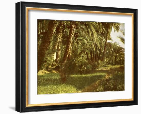 A palm grove on Elephantine Island, Egypt-English Photographer-Framed Giclee Print