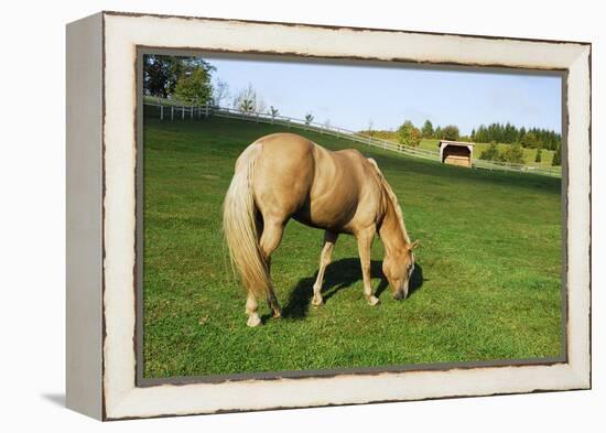 A Palomino Horse Grazes In A Summer Pasture-Blueiris-Framed Premier Image Canvas