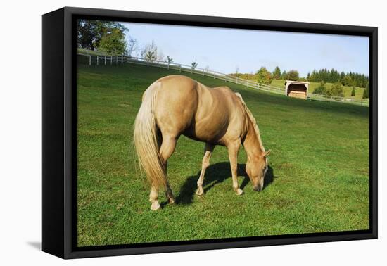 A Palomino Horse Grazes In A Summer Pasture-Blueiris-Framed Premier Image Canvas