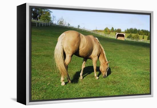 A Palomino Horse Grazes In A Summer Pasture-Blueiris-Framed Premier Image Canvas