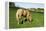 A Palomino Horse Grazes In A Summer Pasture-Blueiris-Framed Premier Image Canvas