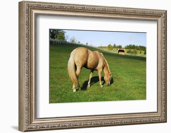 A Palomino Horse Grazes In A Summer Pasture-Blueiris-Framed Photographic Print