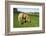 A Palomino Horse Grazes In A Summer Pasture-Blueiris-Framed Photographic Print