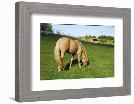 A Palomino Horse Grazes In A Summer Pasture-Blueiris-Framed Photographic Print