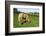 A Palomino Horse Grazes In A Summer Pasture-Blueiris-Framed Photographic Print