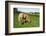 A Palomino Horse Grazes In A Summer Pasture-Blueiris-Framed Photographic Print