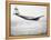 A Pan Am Clipper in Flight-null-Framed Premier Image Canvas