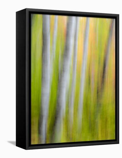 A Panned Motion Blur of Autumn Woodland.-Julianne Eggers-Framed Premier Image Canvas